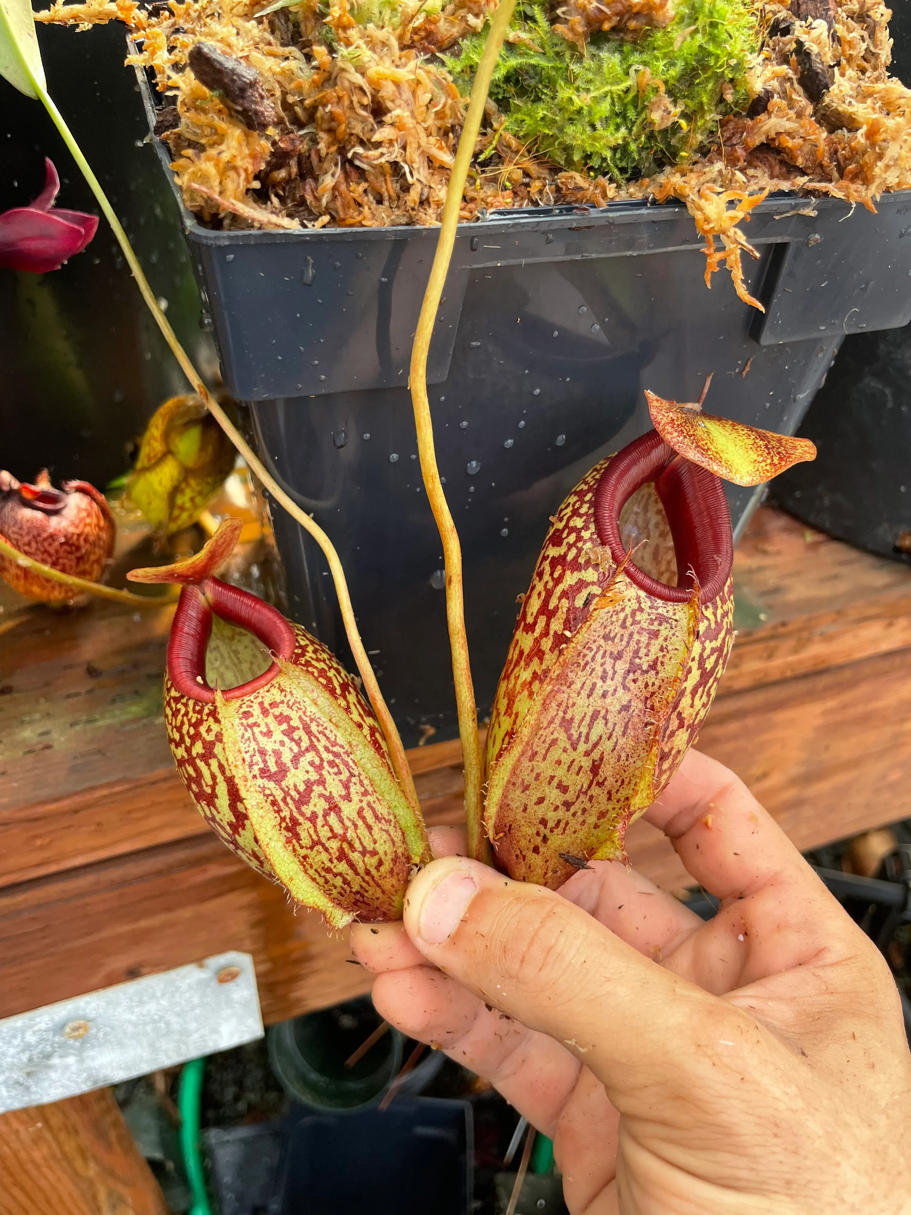 Nepenthes thorelii × aristolochioides by David