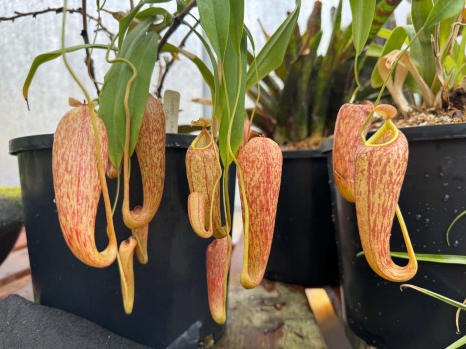 Nepenthes thorelii × aristolochioides by David
