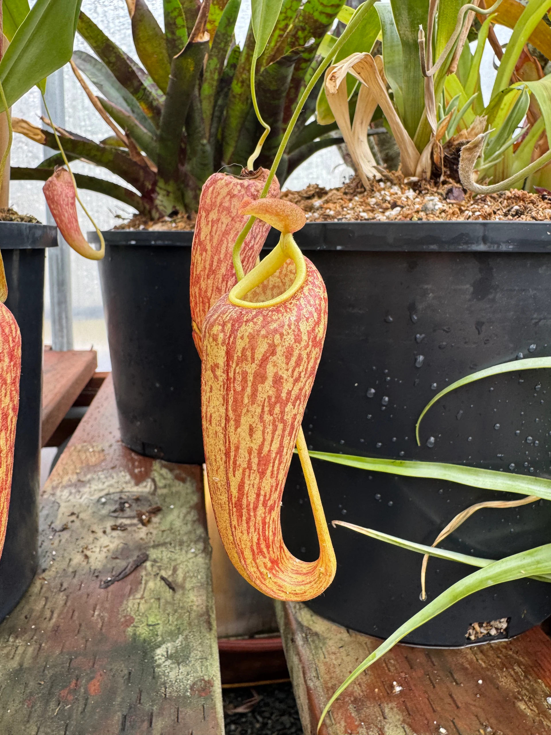 Nepenthes thorelii × aristolochioides by David