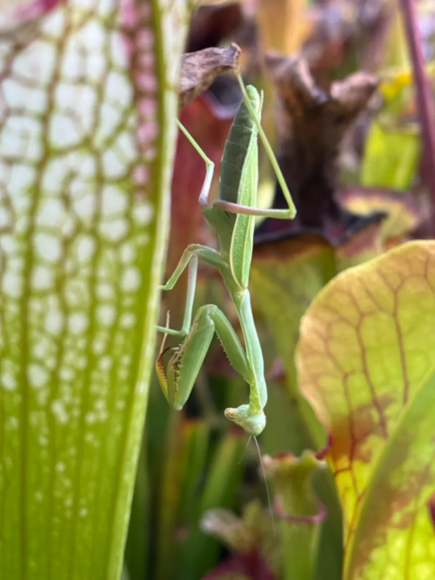 Carolina Mantis Stagmomantis carolina by David