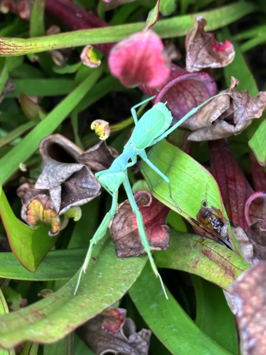 Carolina Mantis Stagmomantis carolina by David