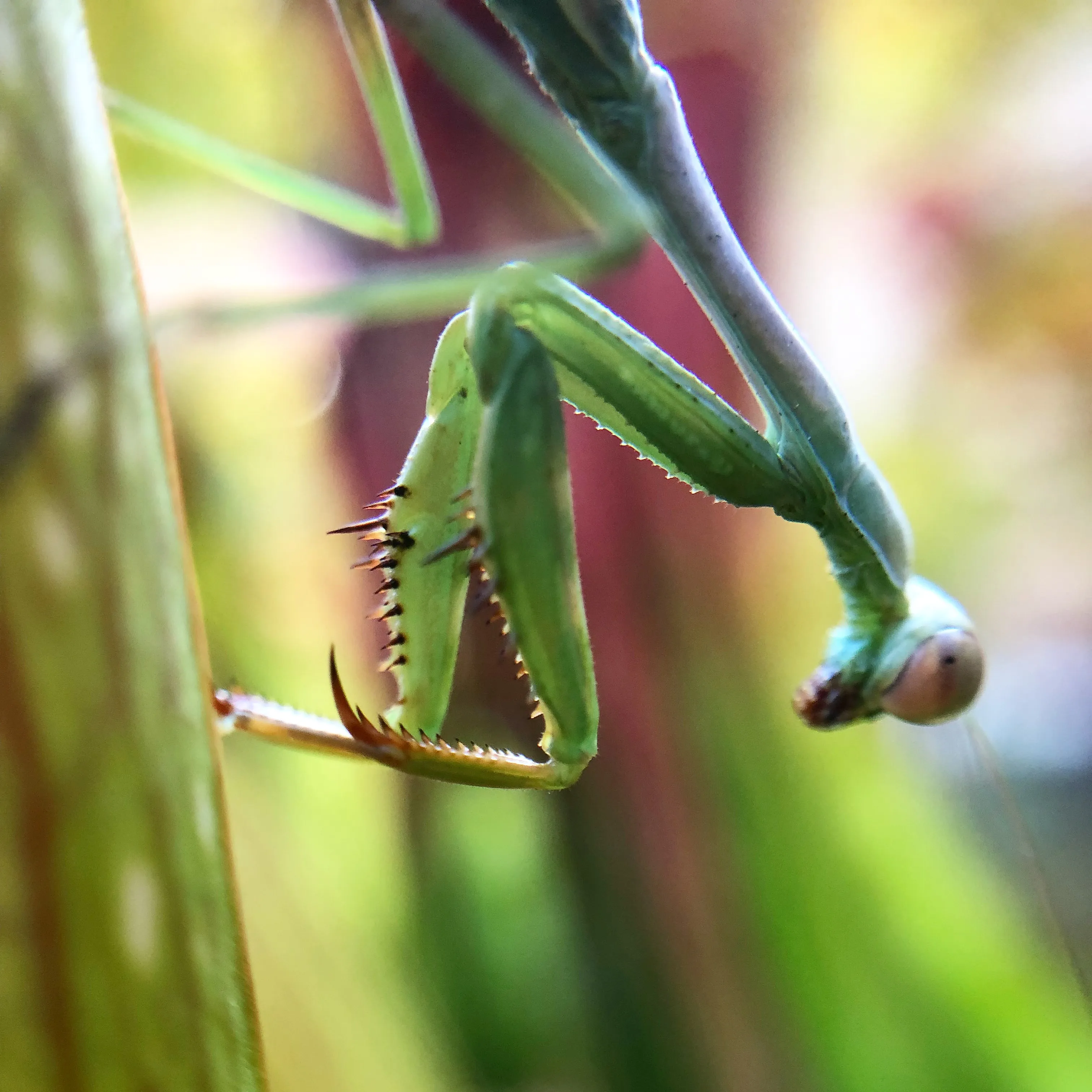 Carolina Mantis Stagmomantis carolina by David