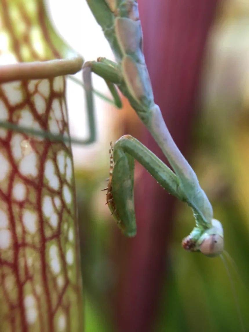 Carolina Mantis Stagmomantis carolina by David