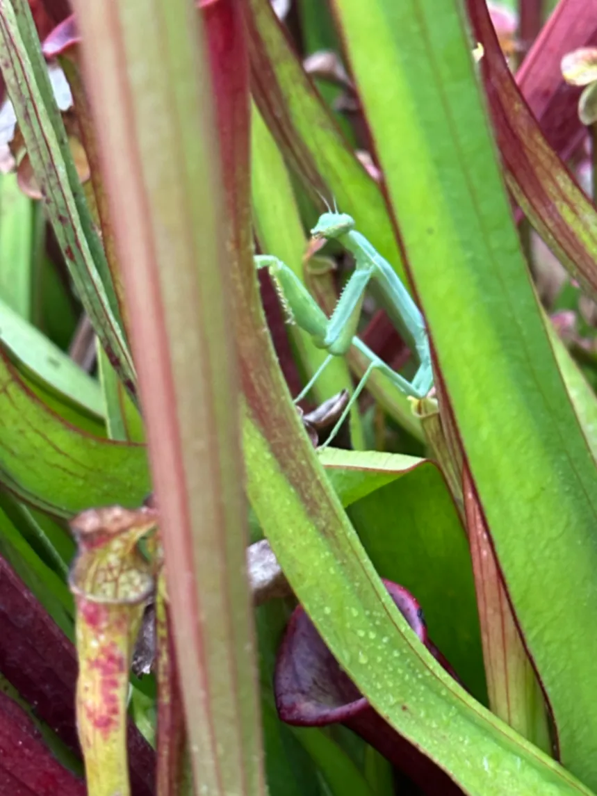 Carolina Mantis Stagmomantis carolina by David