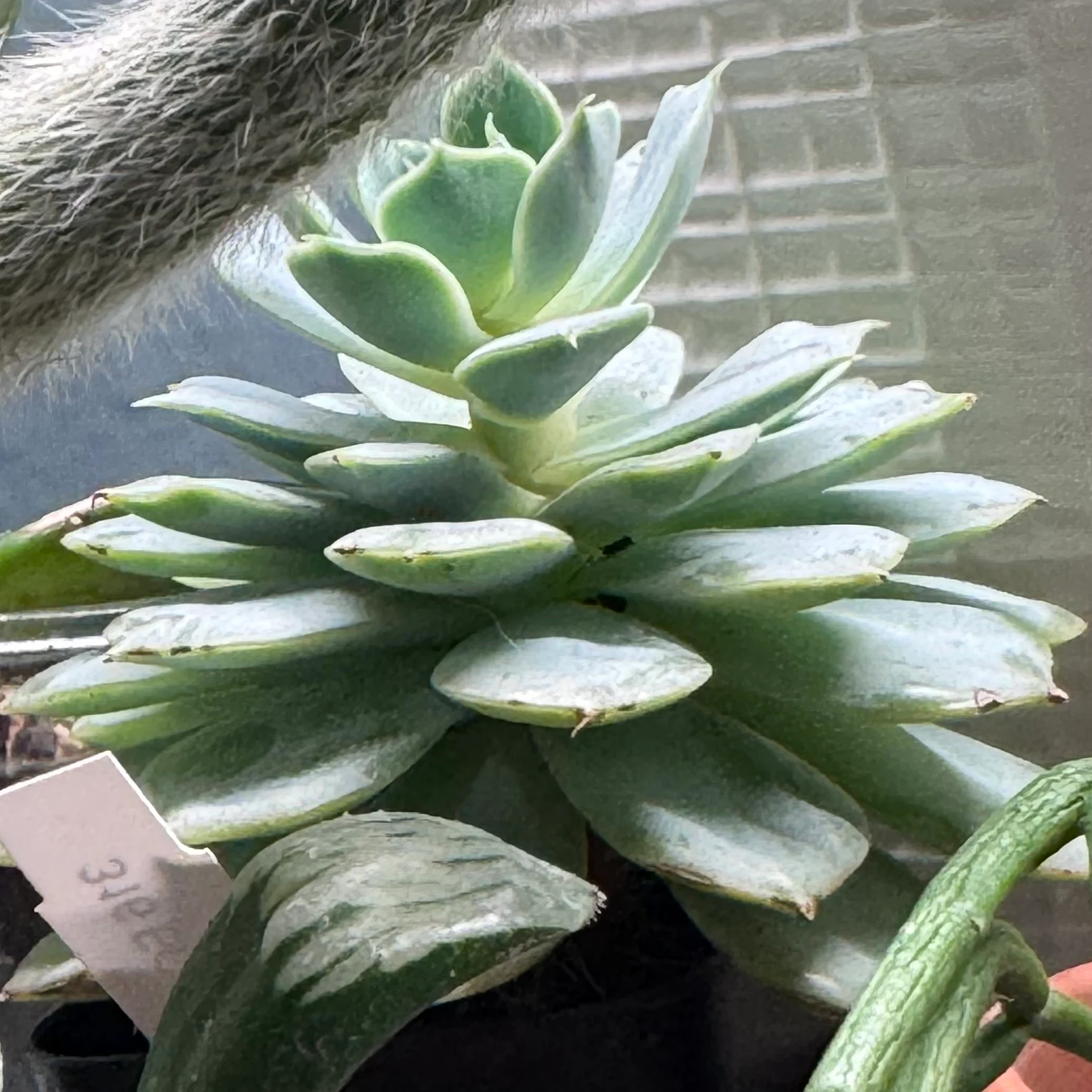 Echeveria by katcollects