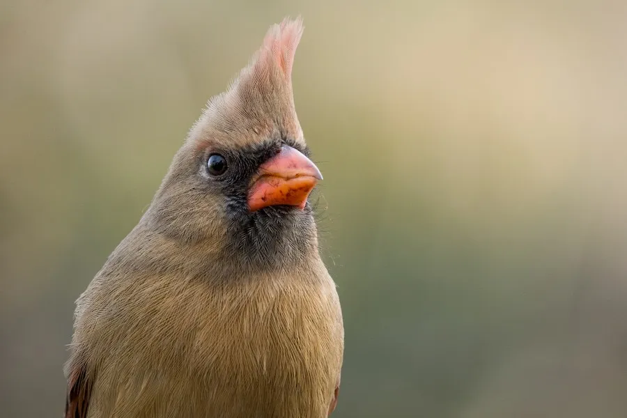 Northern Cardinal Cardinalis cardinalis by kurt