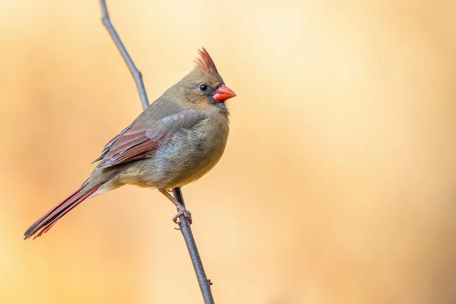 Northern Cardinal Cardinalis cardinalis by kurt