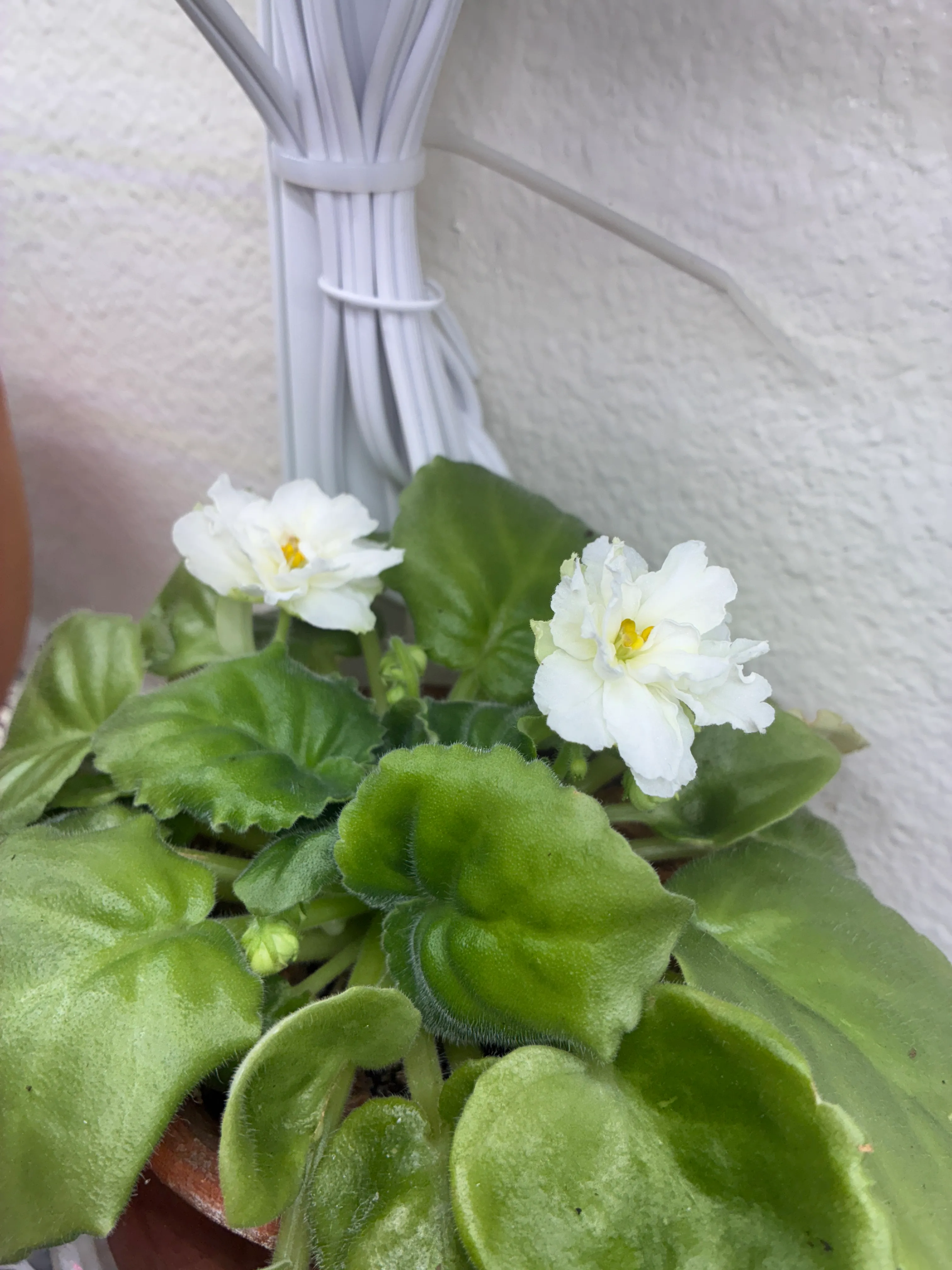 Streptocarpus ionanthus by lemonlime