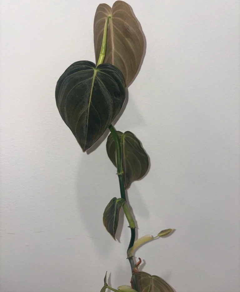 Philodendron melanochrysum by katiesplants
