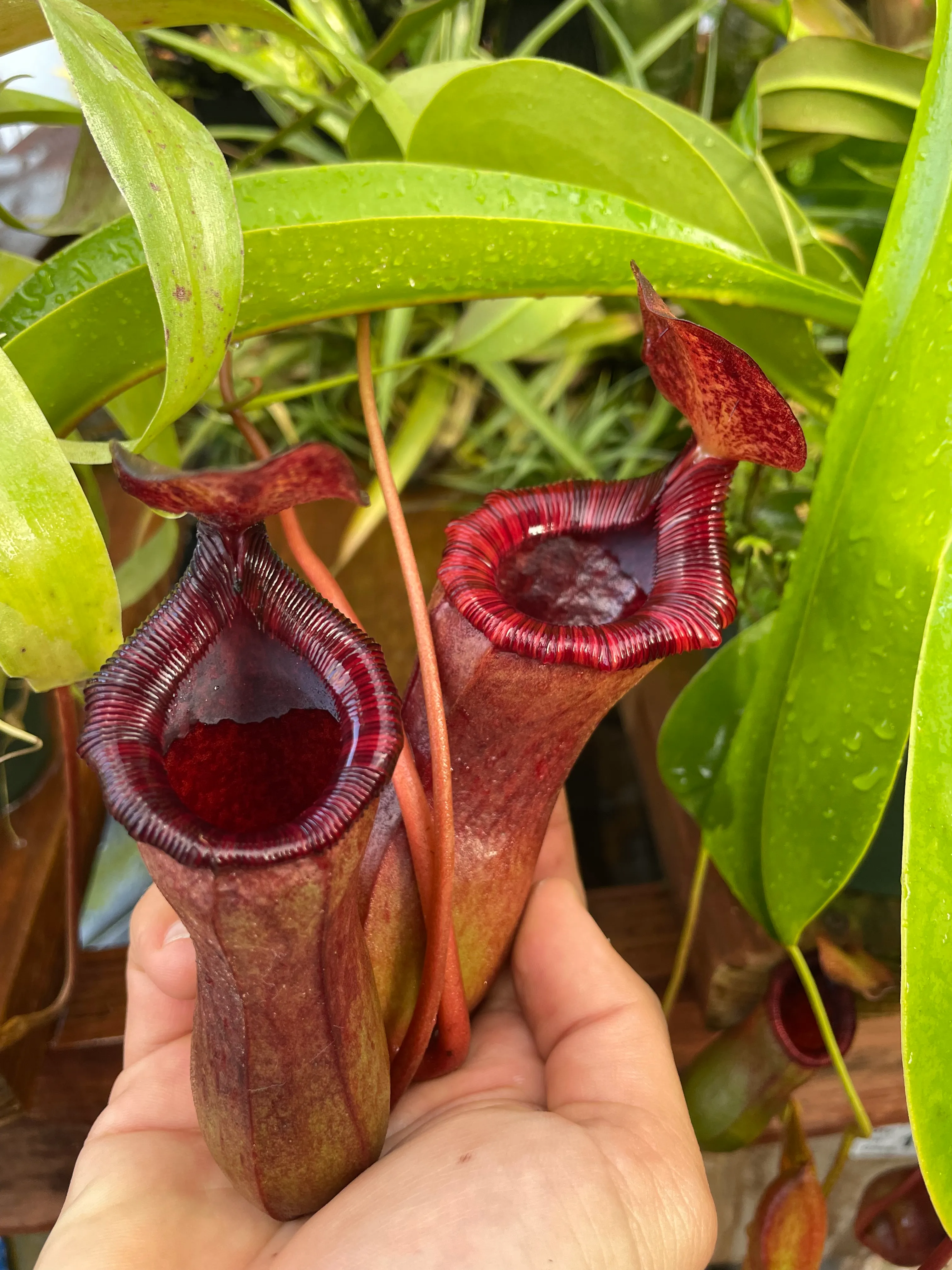 Nepenthes briggsiana by David
