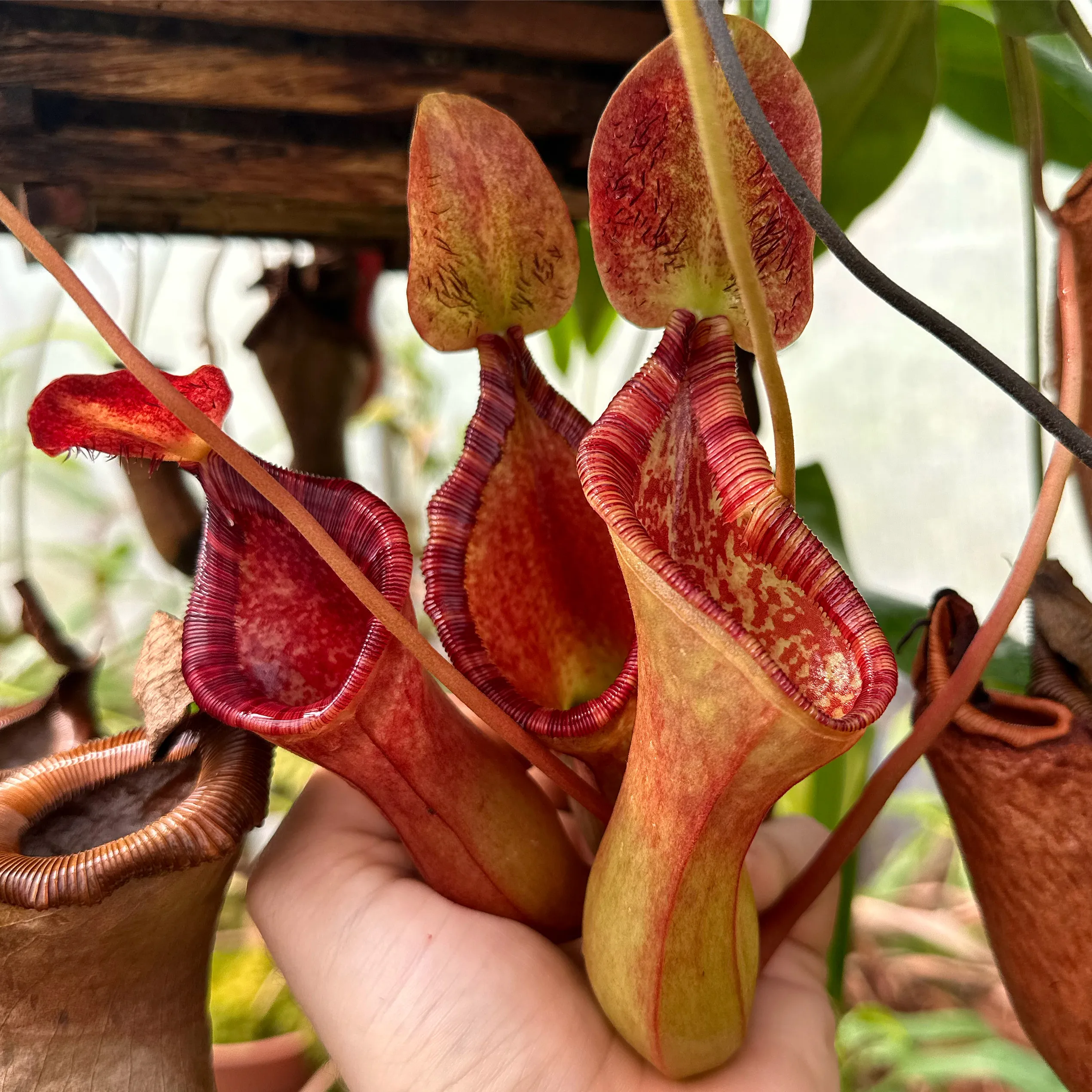 Nepenthes briggsiana by David