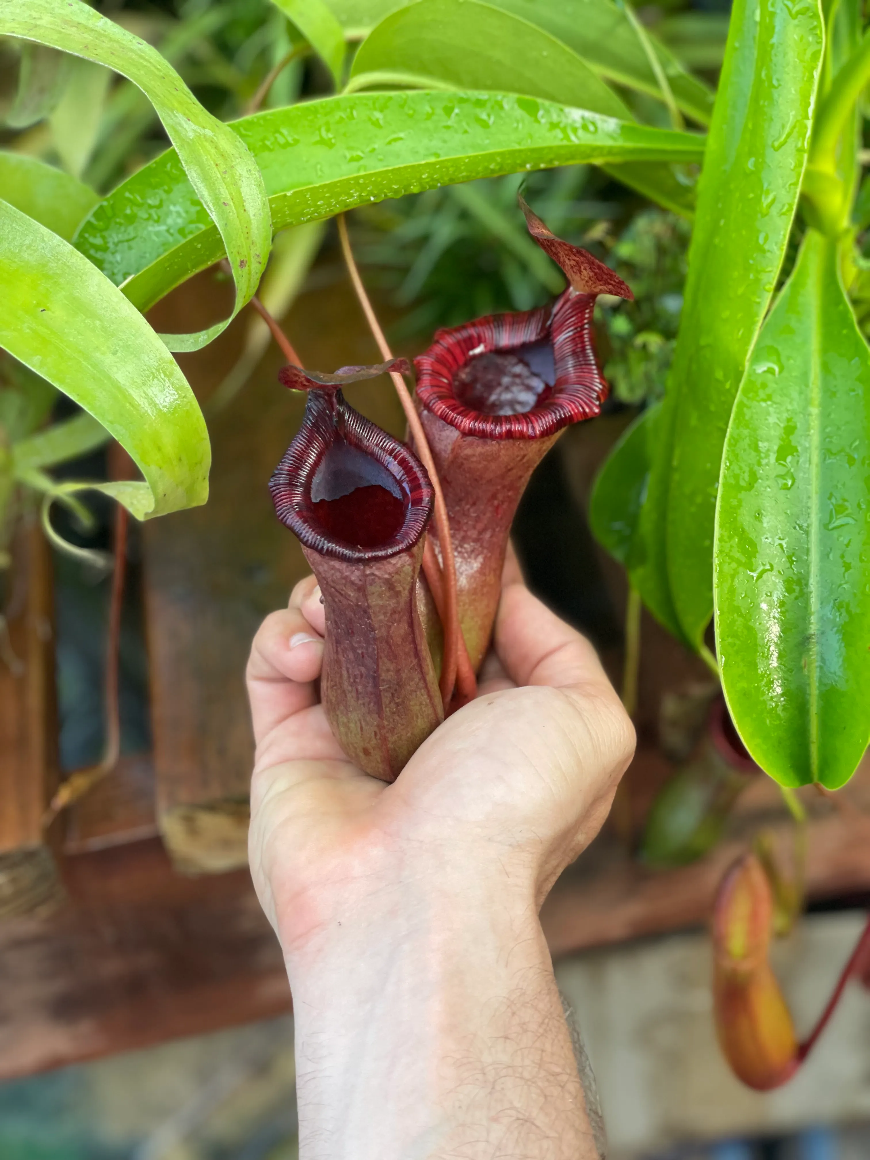 Nepenthes briggsiana by David
