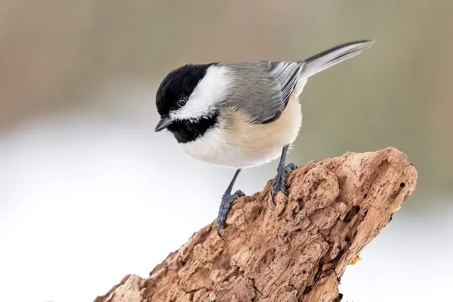 Carolina Chickadee Poecile carolinensis by genevieve