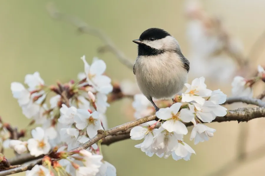 Carolina Chickadee Poecile carolinensis by genevieve