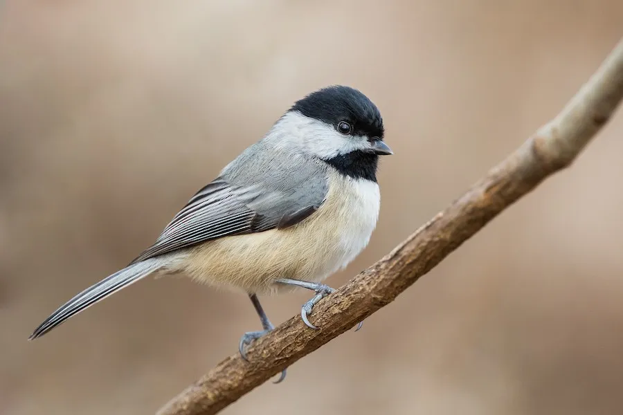 Carolina Chickadee Poecile carolinensis by genevieve