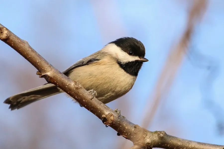 Carolina Chickadee Poecile carolinensis by genevieve