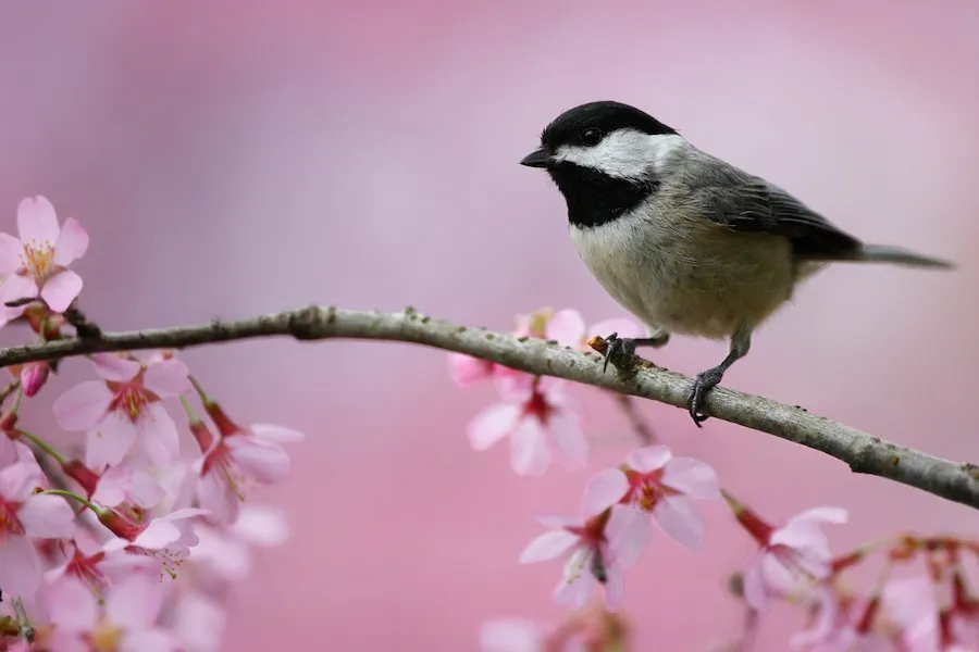 Carolina Chickadee Poecile carolinensis by genevieve