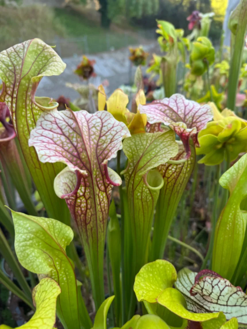 Sarracenia moorei by David