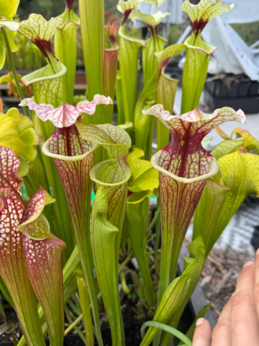 Sarracenia moorei by David