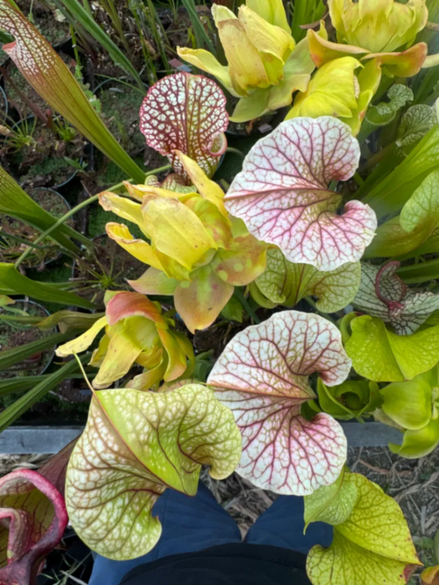 Sarracenia moorei by David