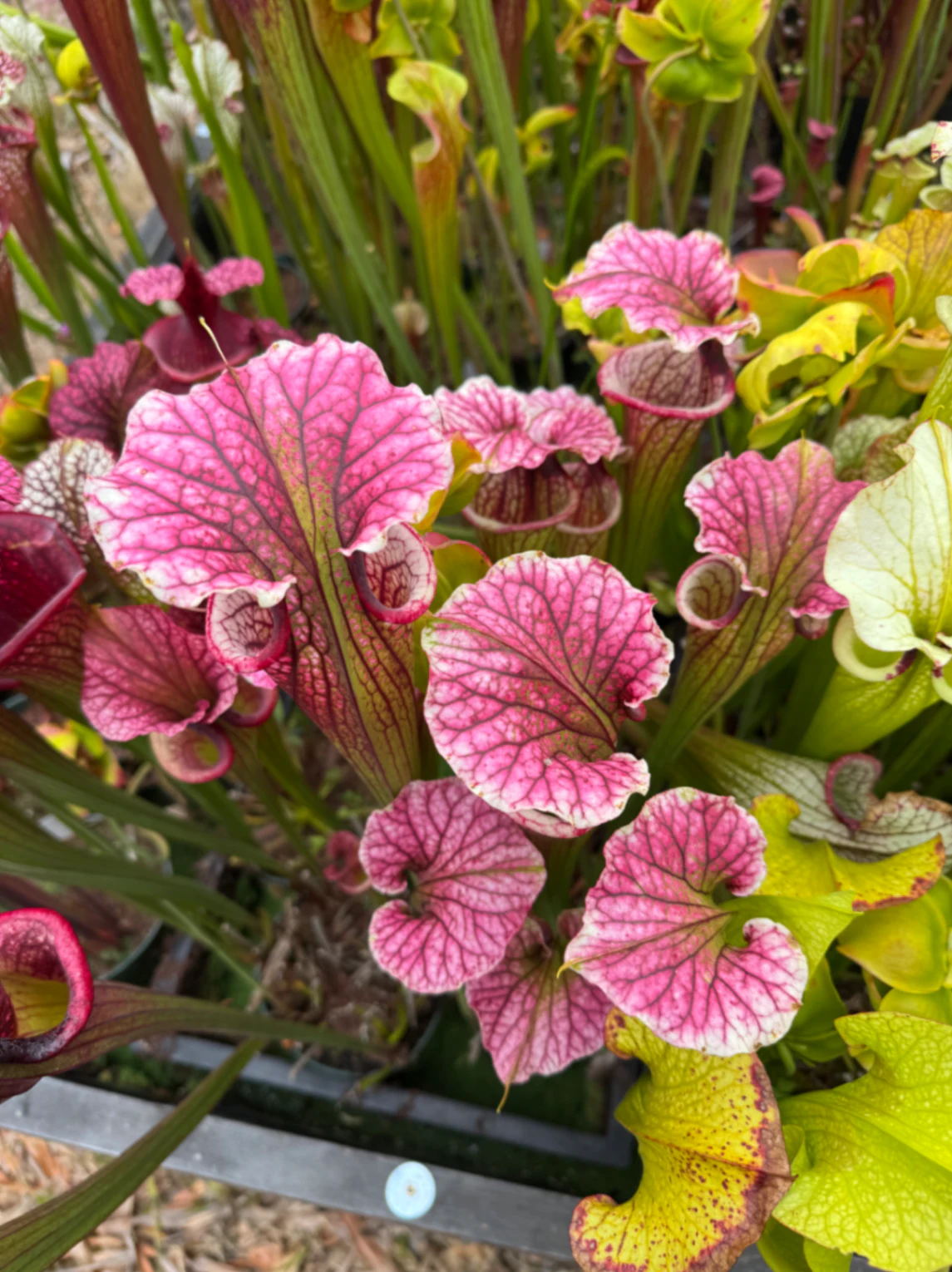 Sarracenia moorei by David