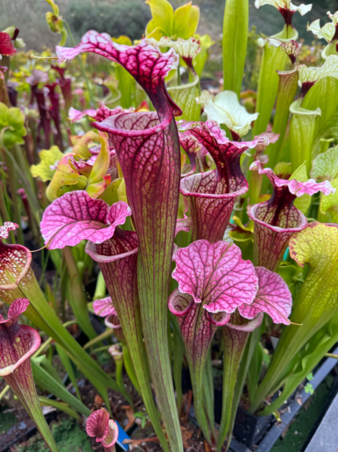 Sarracenia moorei by David