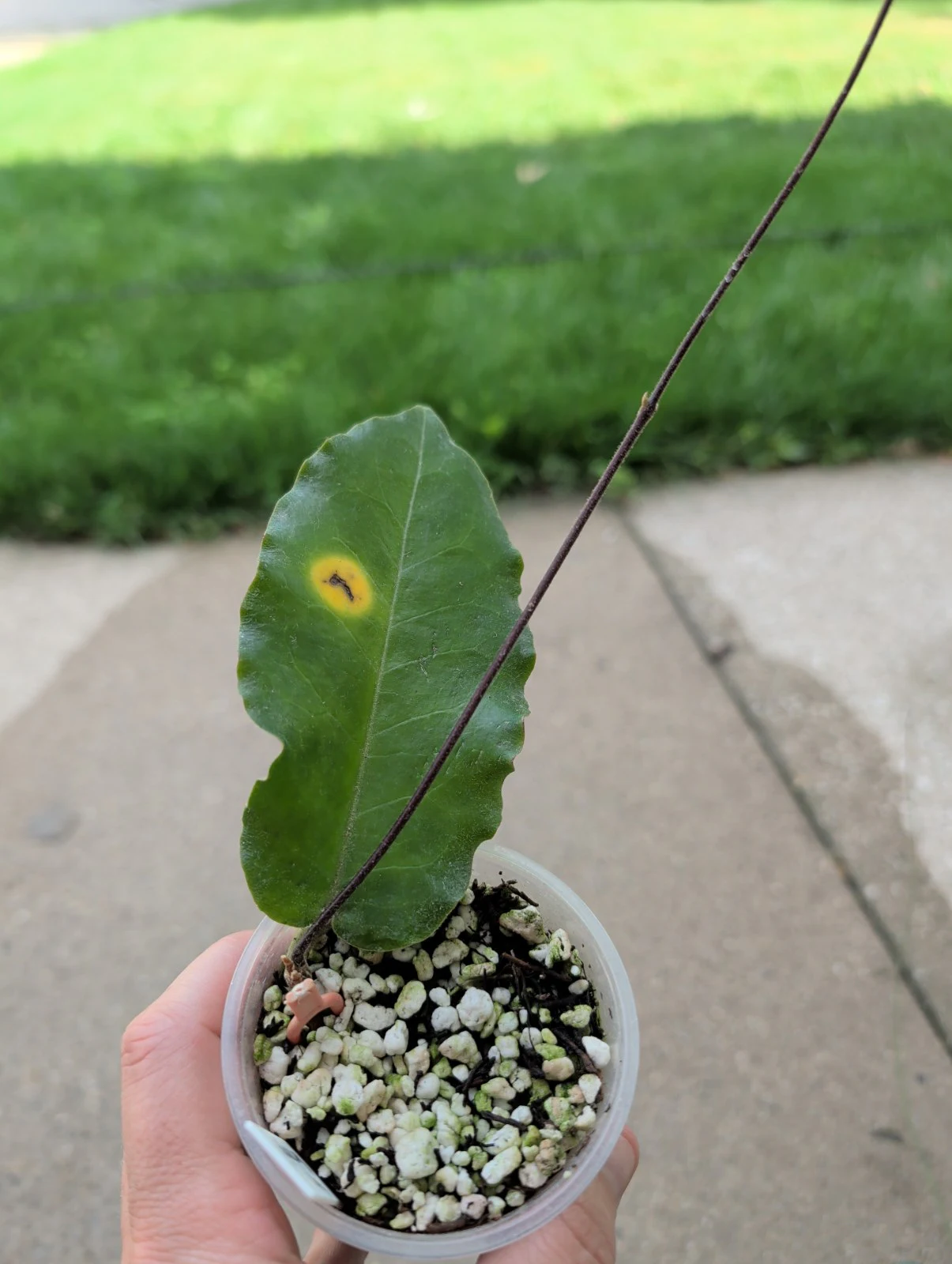 Hoya Versteegii by meg