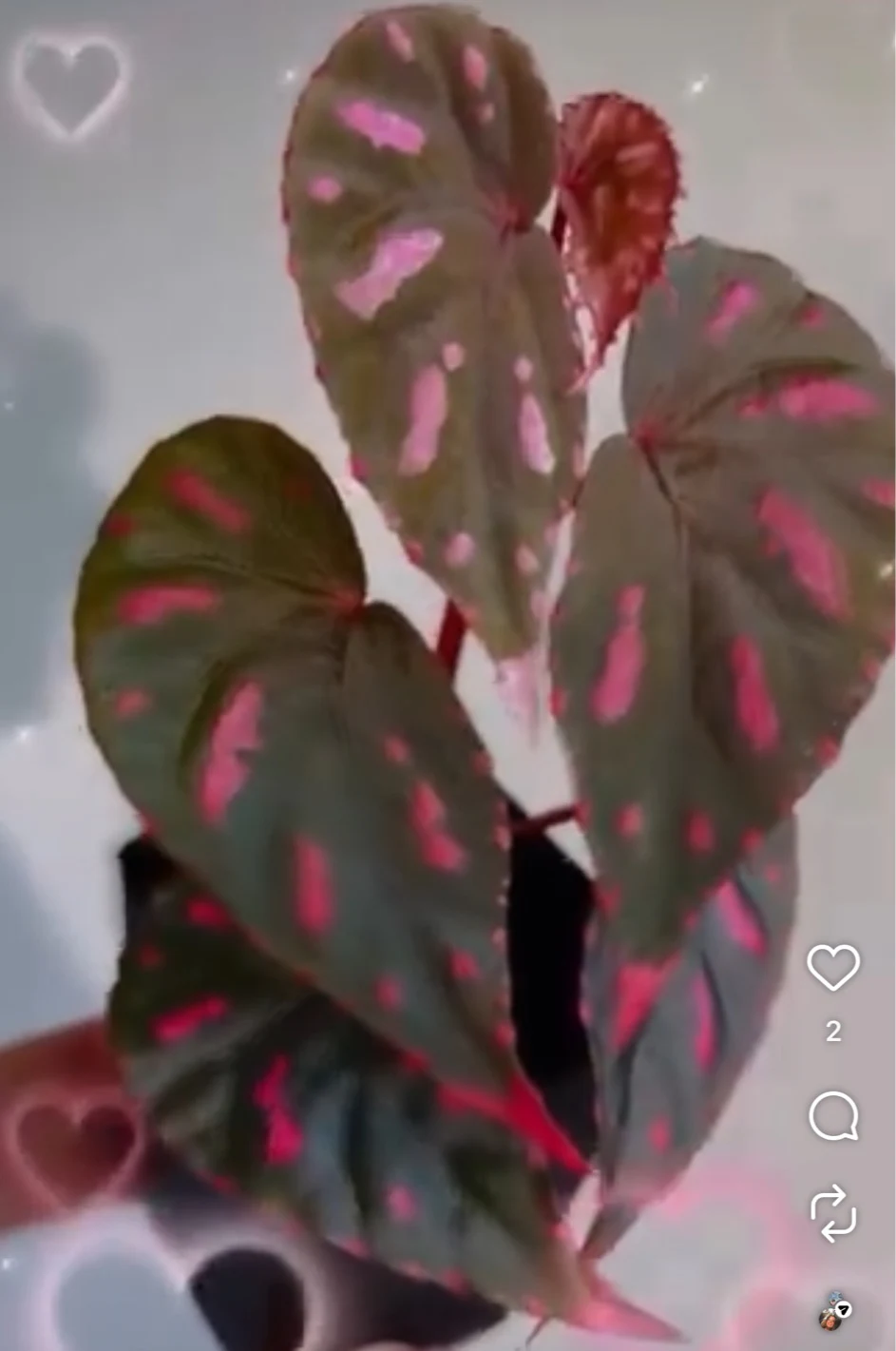 Begonia sp. Betong by NashvilleNDP