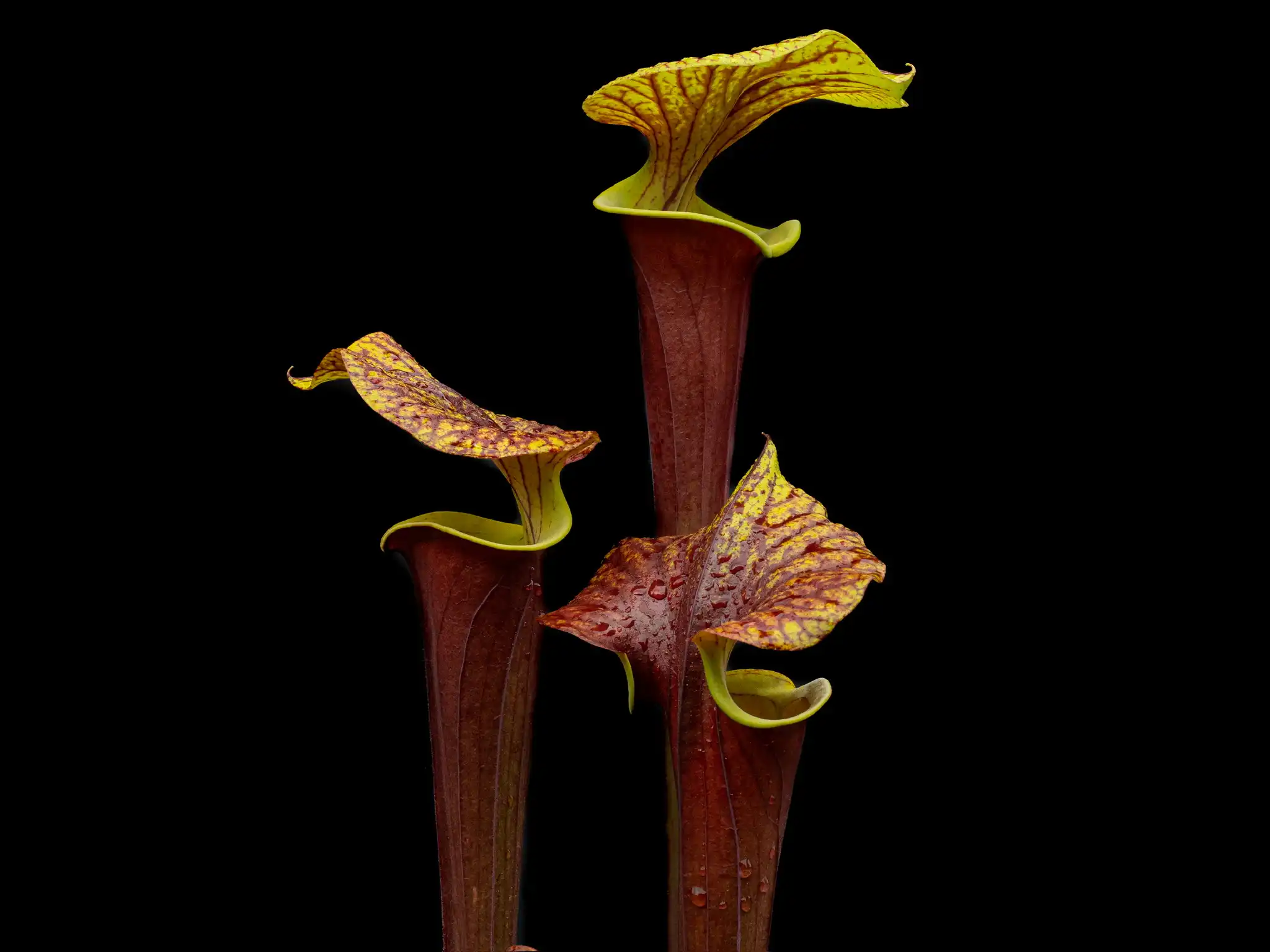 Sarracenia flava var. rubicorpora by David