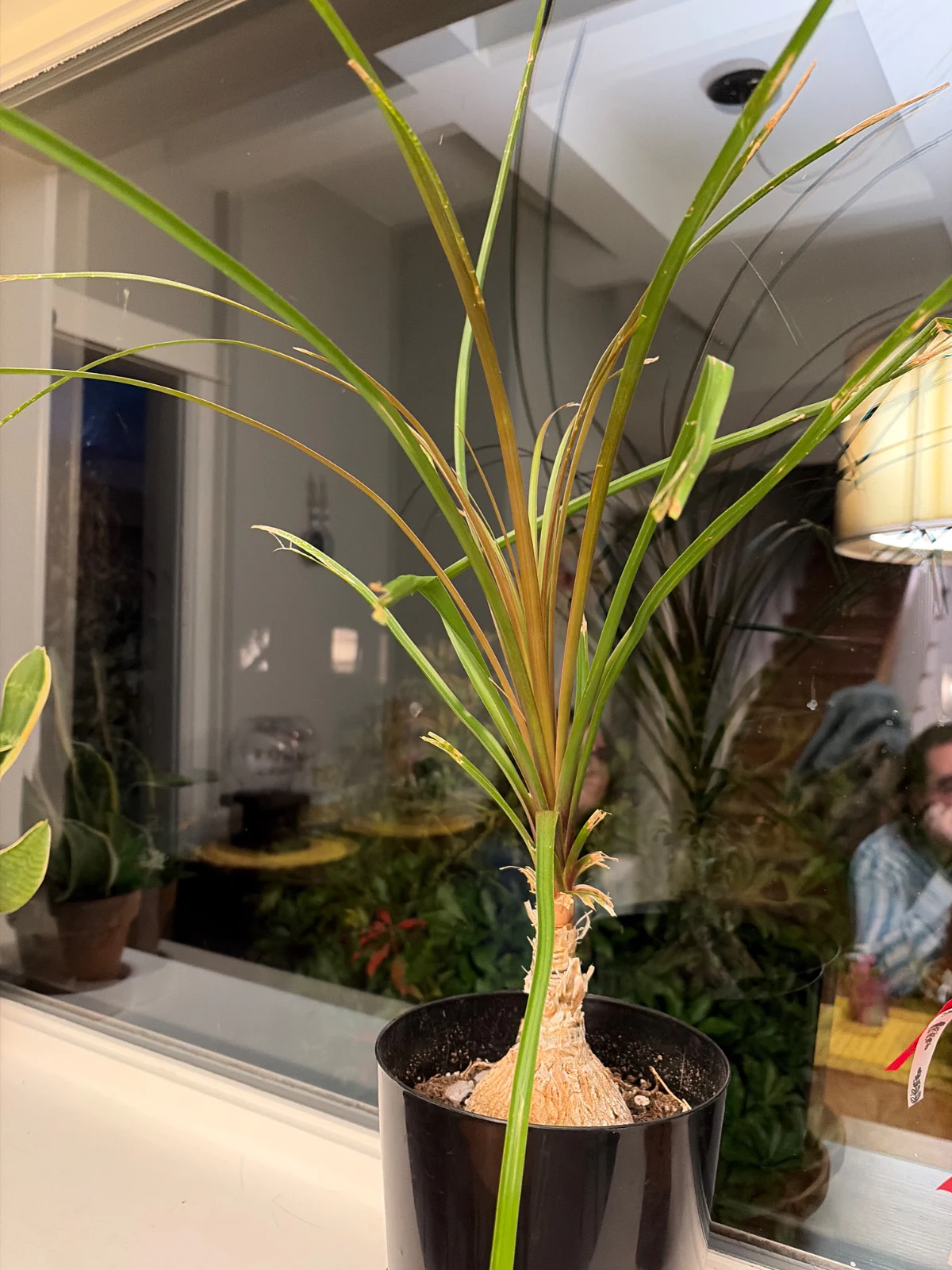 Beaucarnea recurvata by Ethan