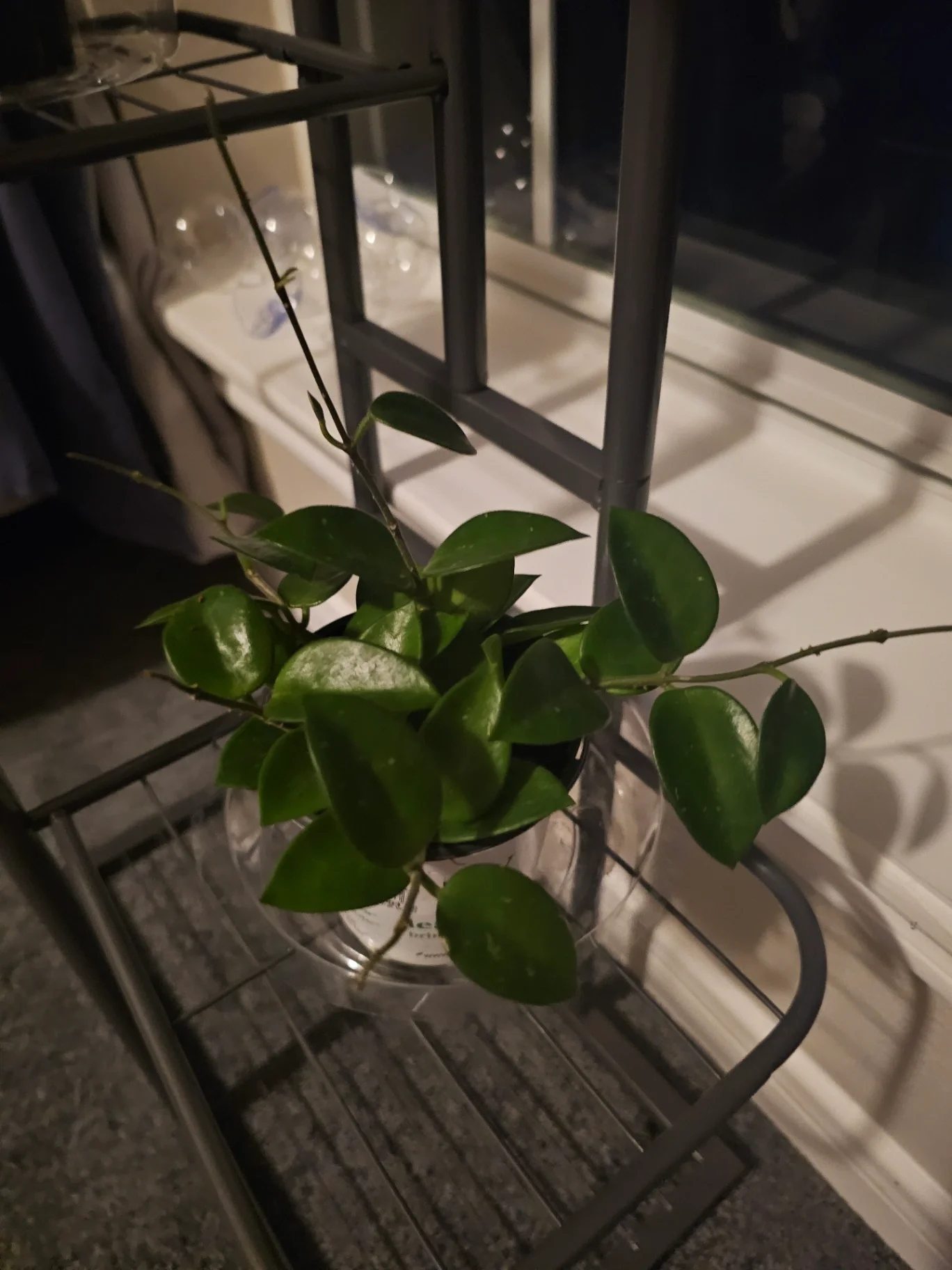 Hoya carnosa by Mslatinatx73
