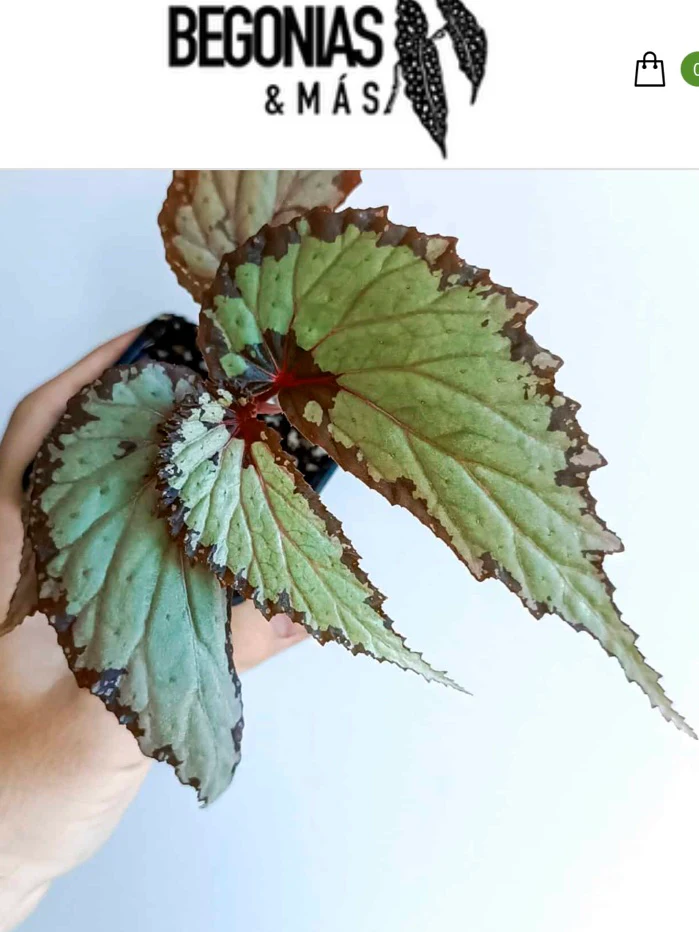 Begonia U679 sp. Kapuas Hulu by NashvilleNDP