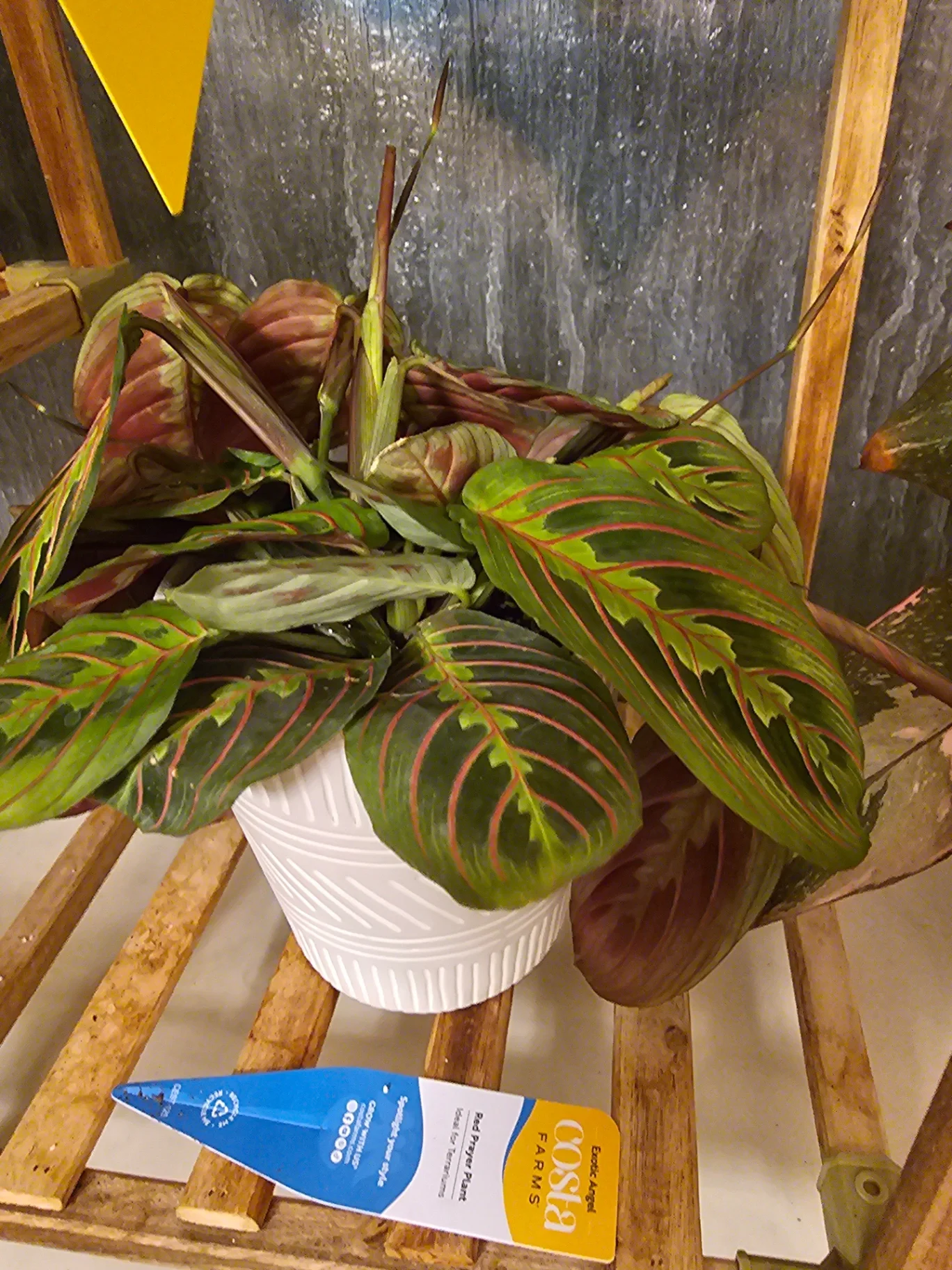 Maranta leuconeura 'Erythroneura' by Mslatinatx73