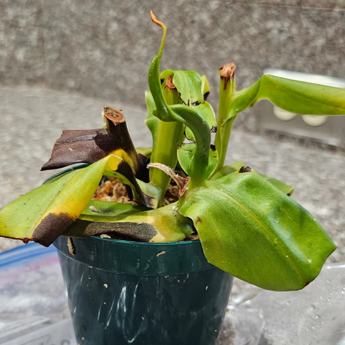 Nepenthes ventricosa by aaaamory