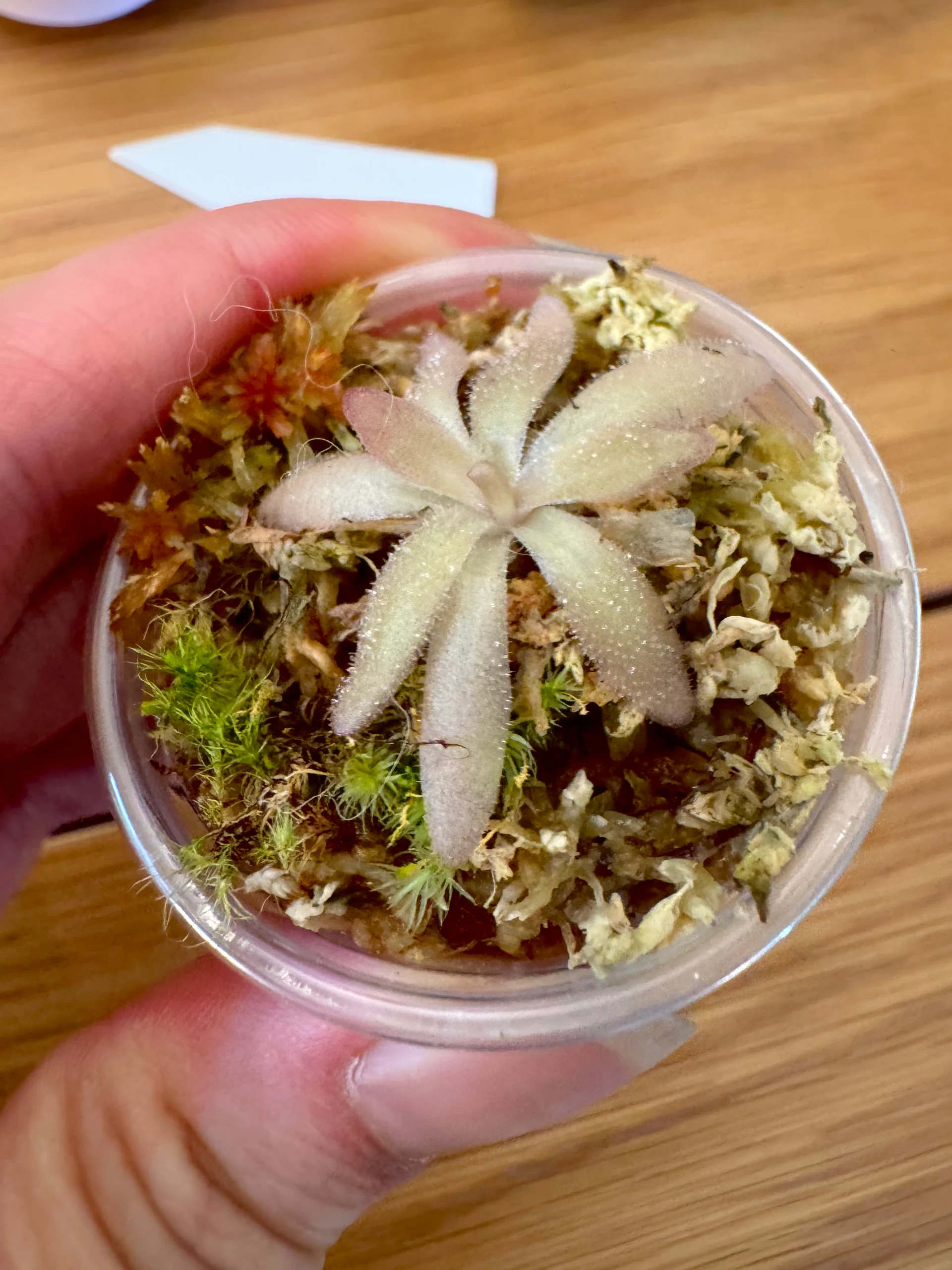 Pinguicula Laueana X Gypsicola by Labuleaf