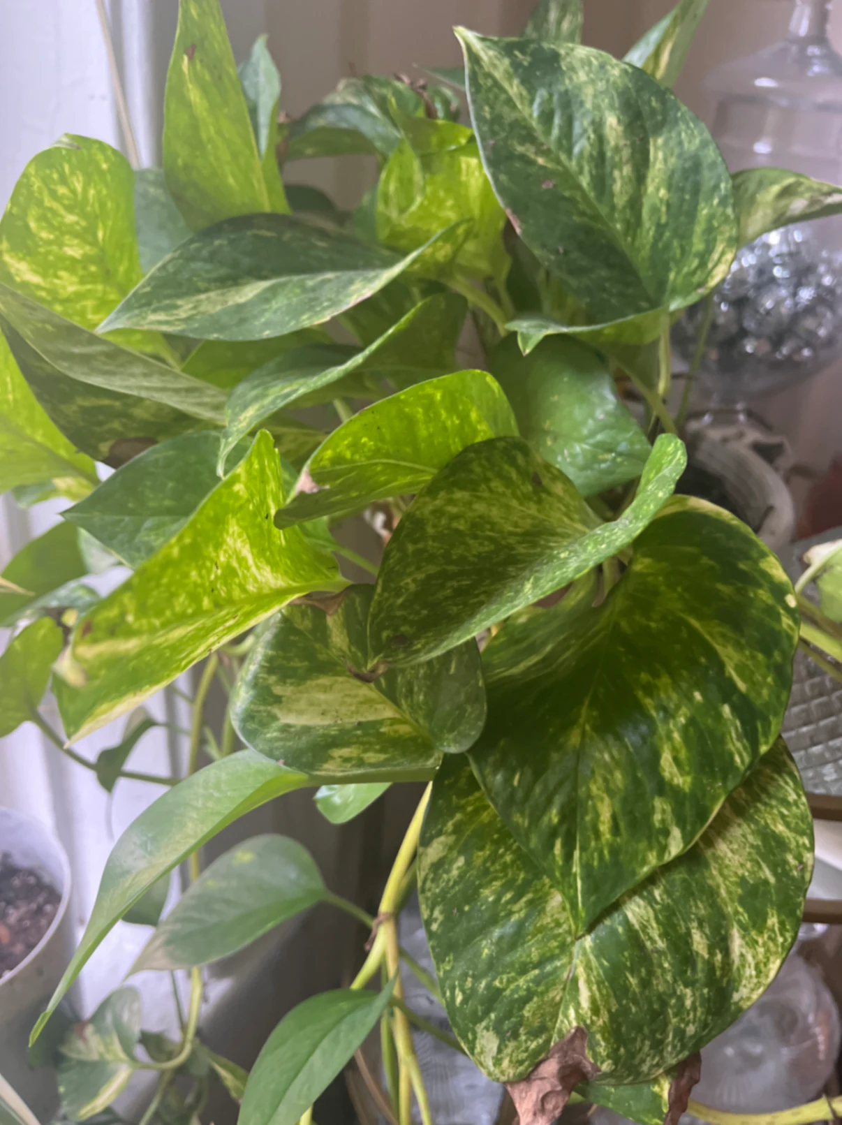 Epipremnum aureum by joshchristoffersen