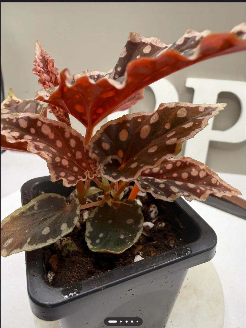 Begonia sp. Kalimantan x Begonia Darthvaderiana by NashvilleNDP