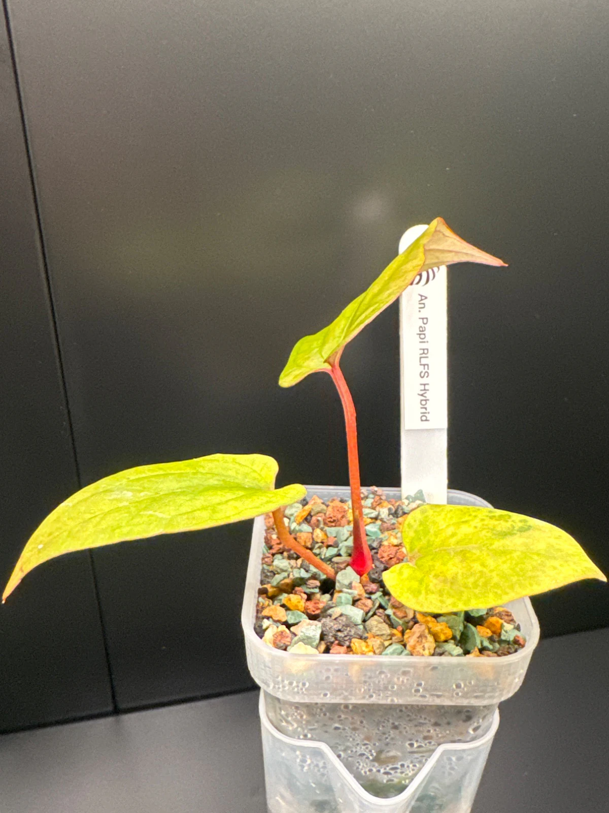 Anthurium papillilaminum 'RLFS Hybrid' by Zharia