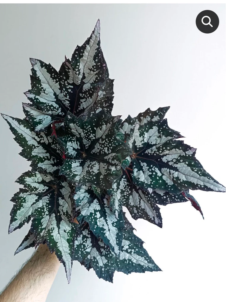 Begonia Bewitched Wintergreen by NashvilleNDP