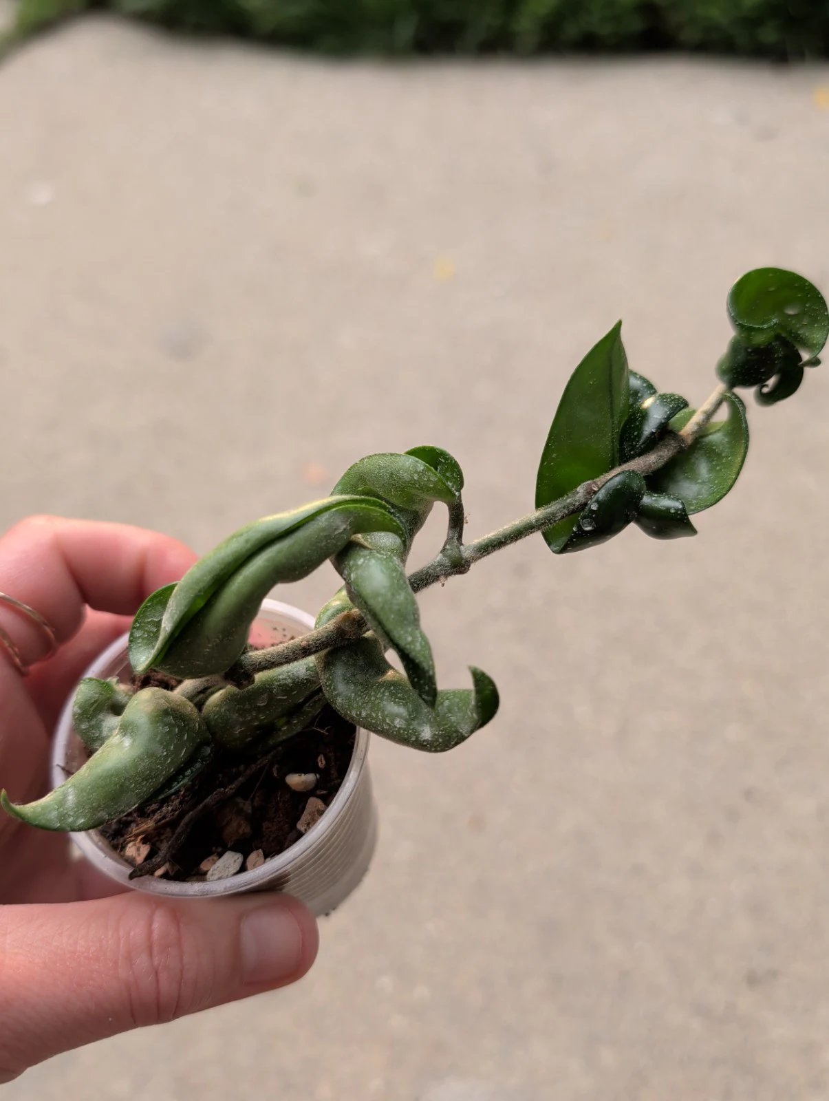 Hoya carnosa 'Compacta' by meg