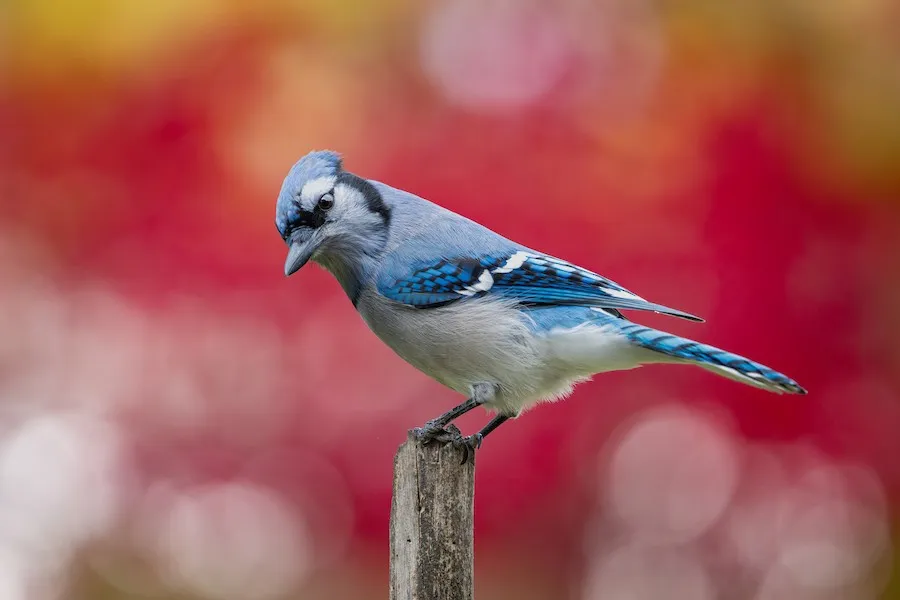 Blue Jay Cyanocitta cristata by BonsaiKing