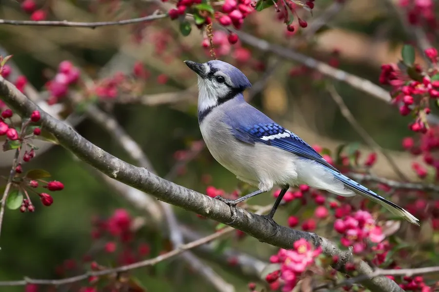 Blue Jay Cyanocitta cristata by BonsaiKing