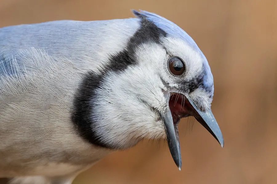 Blue Jay Cyanocitta cristata by BonsaiKing