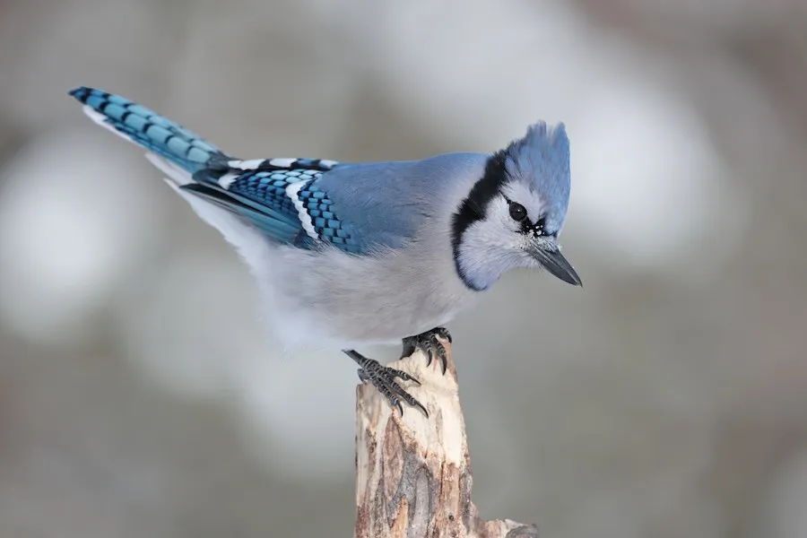Blue Jay Cyanocitta cristata by BonsaiKing