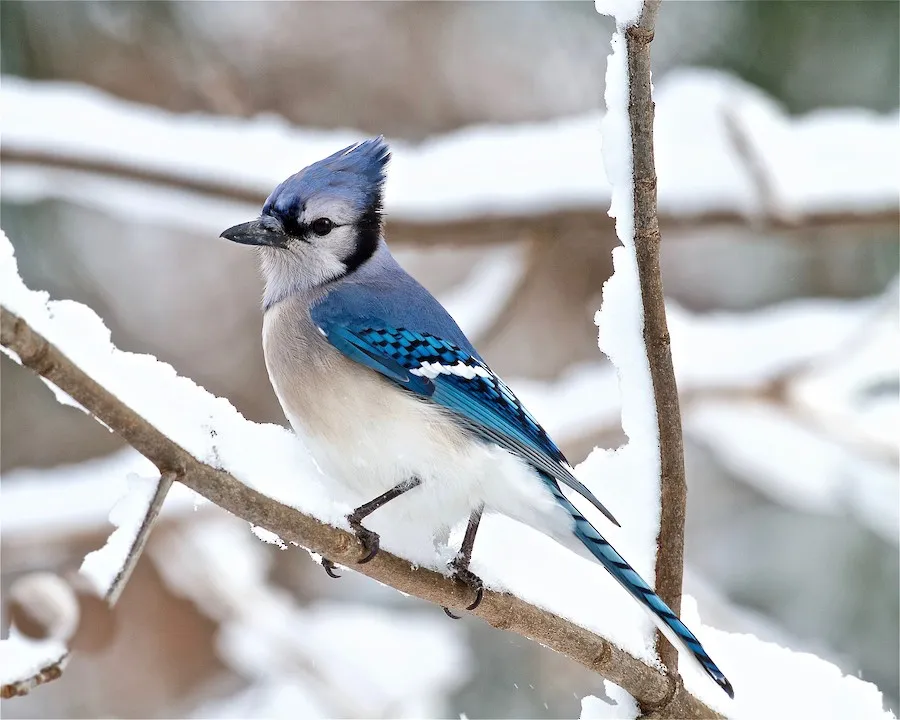 Blue Jay Cyanocitta cristata by BonsaiKing