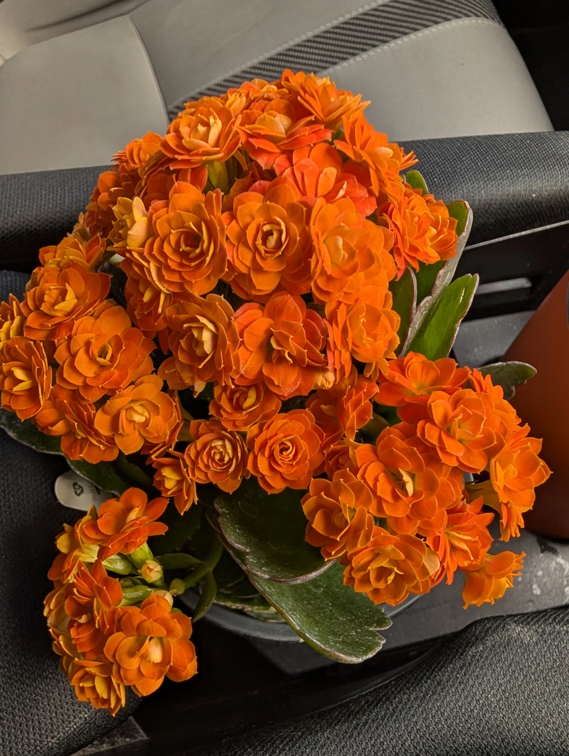 Kalanchoe blossfeldiana by mosswooddrive