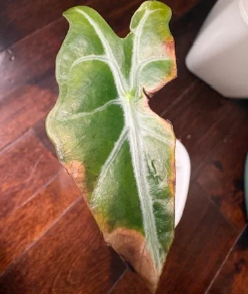 Alocasia Dragon's Tooth by katiesplants