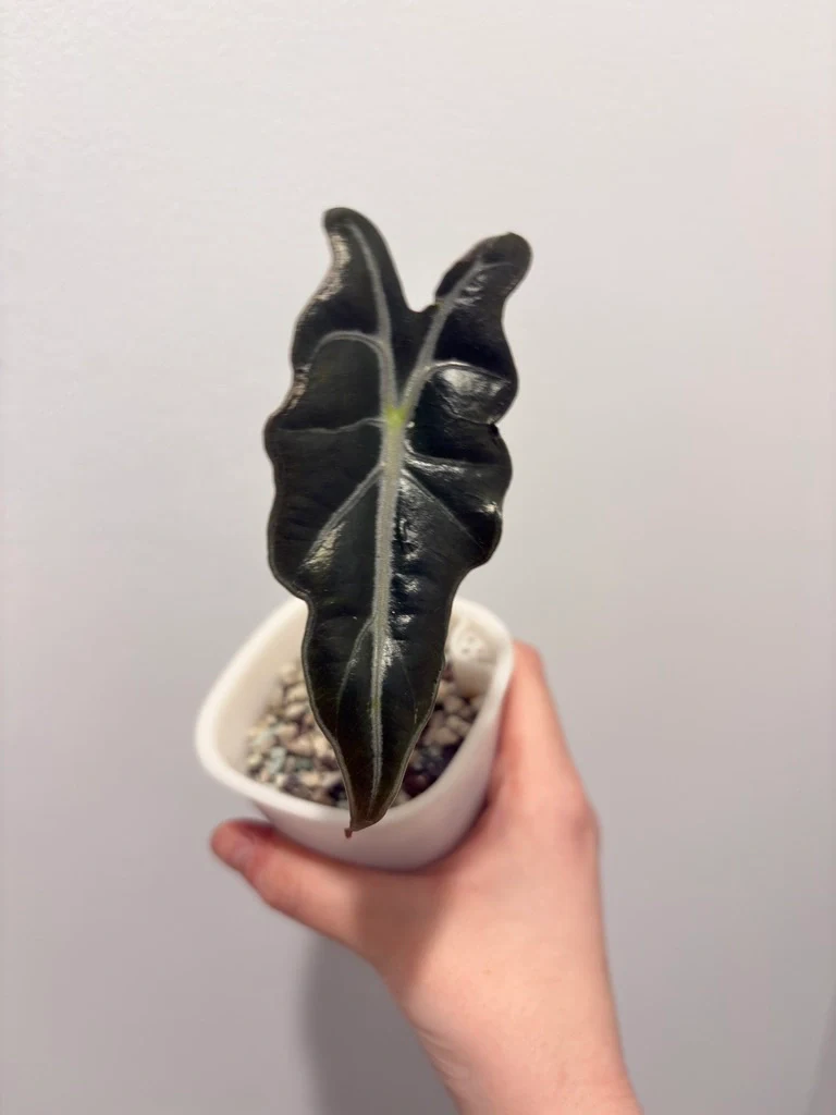 Alocasia Dragon's Tooth by katiesplants