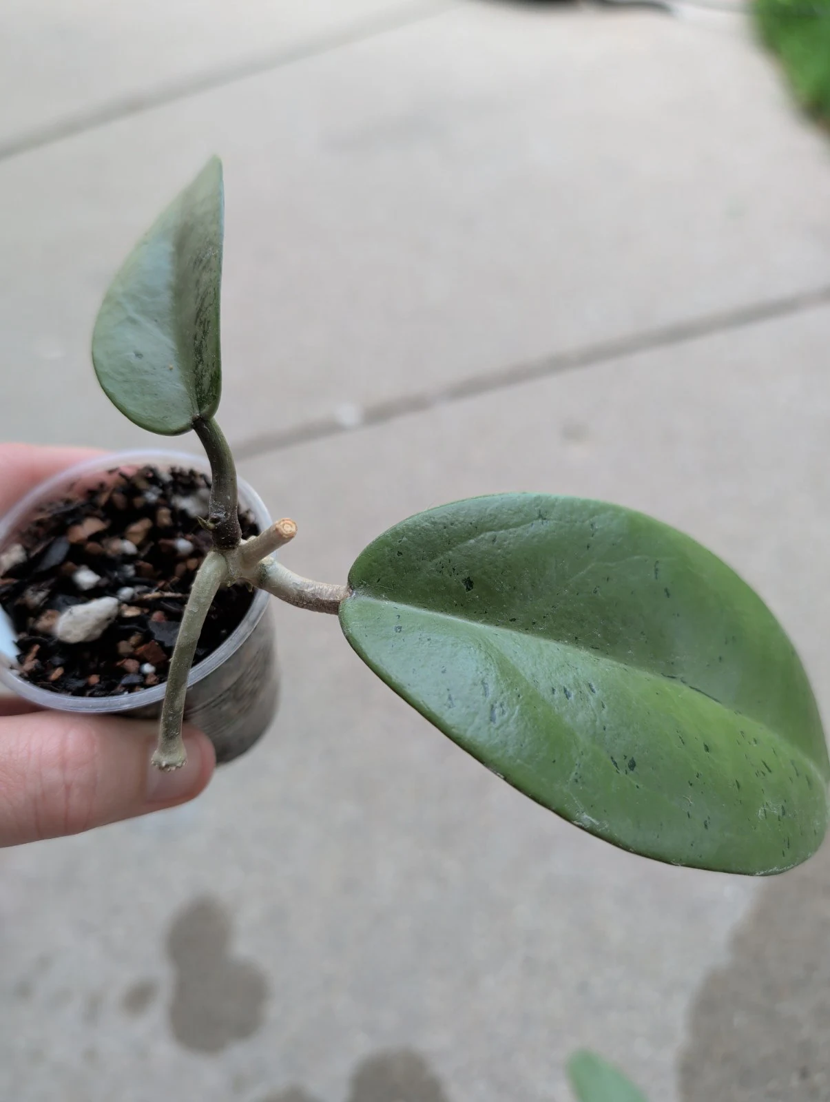Hoya Silver Dollar by meg