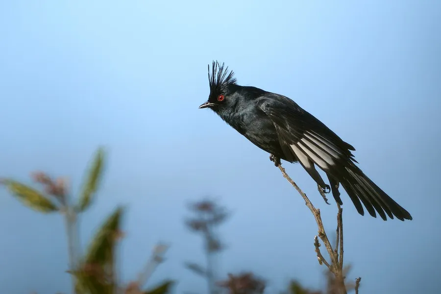 Phainopepla Phainopepla nitens by genevieve
